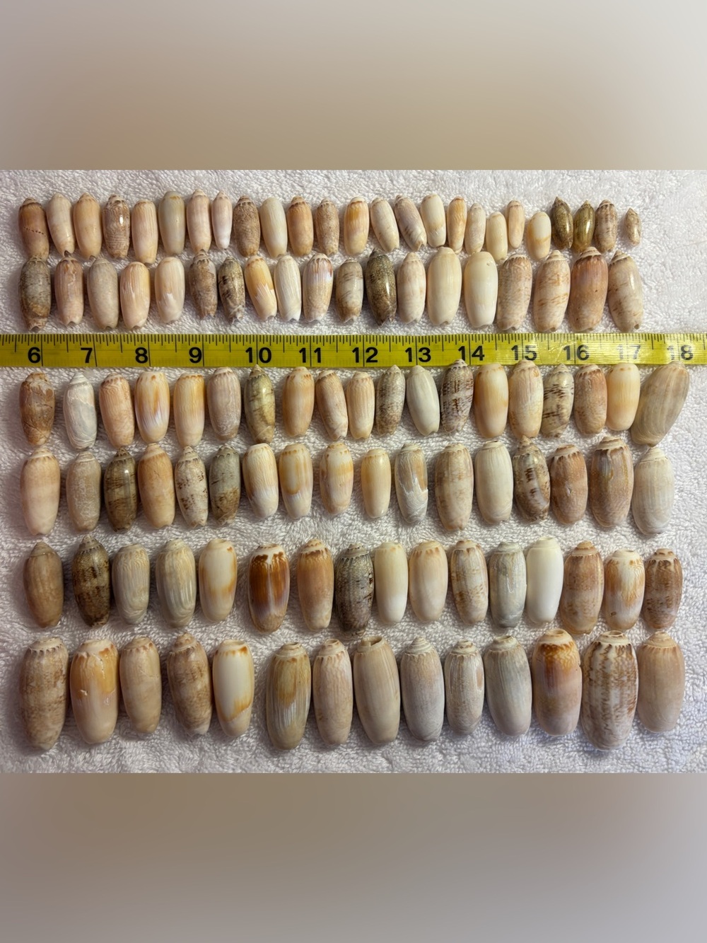 110 Sanibel Island Olive Shells ! Natural Seashell Collection. Great for crafts!
